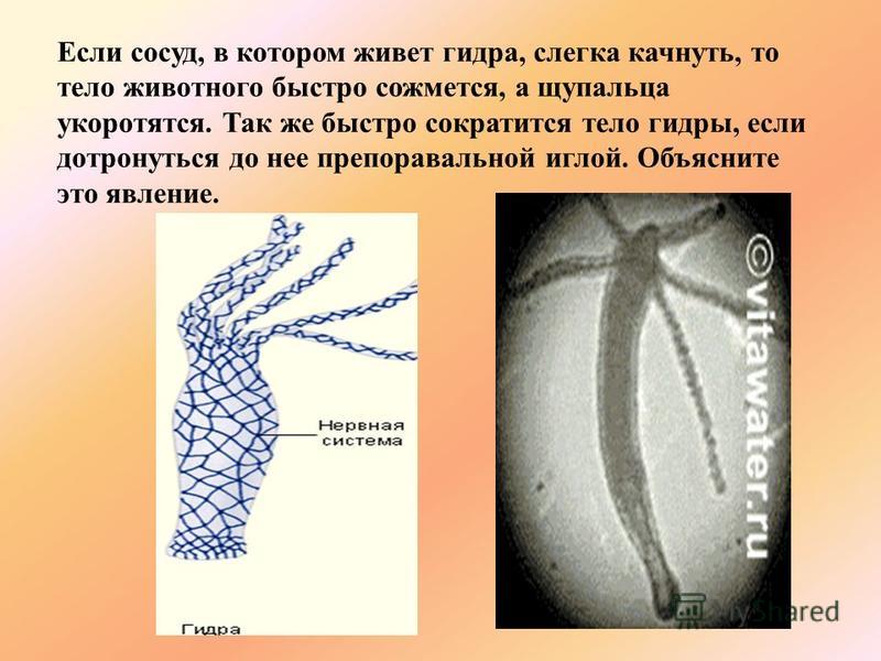 Мега даркнет не приходят деньги